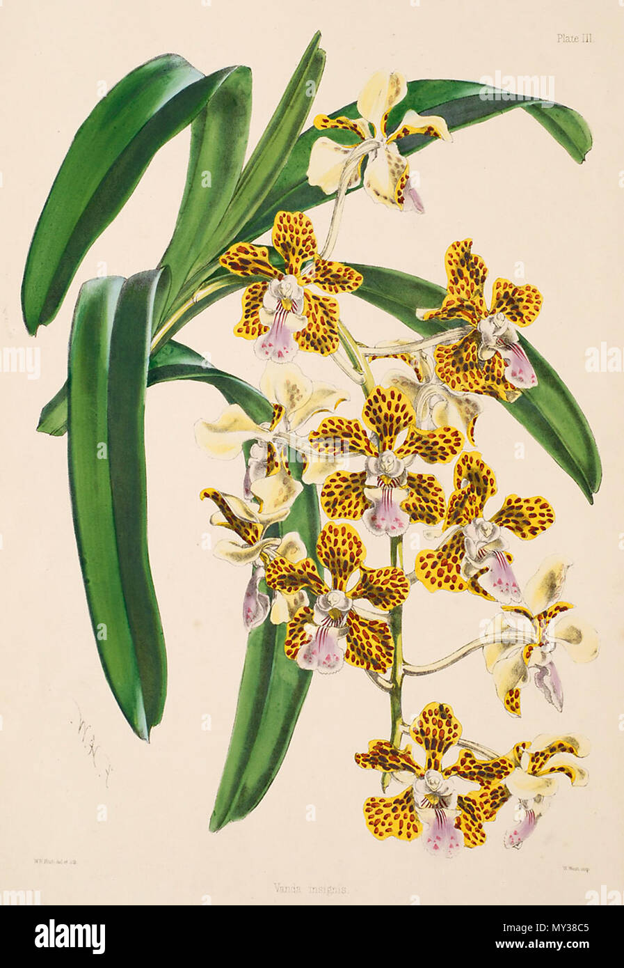 . Abbildung: Vanda insignis. zwischen 1862 und 1865. Walter Hood Fitch (1817-1892), Illustrator, Robert Warner (1814-1896) und Benjamin Samuel Williams (1822-1890) Editoren 545 Vanda insignis-Warner, Williams - Wählen Sie Orch. Anlagen 1, PL. 3 (1862-1865) Stockfoto
