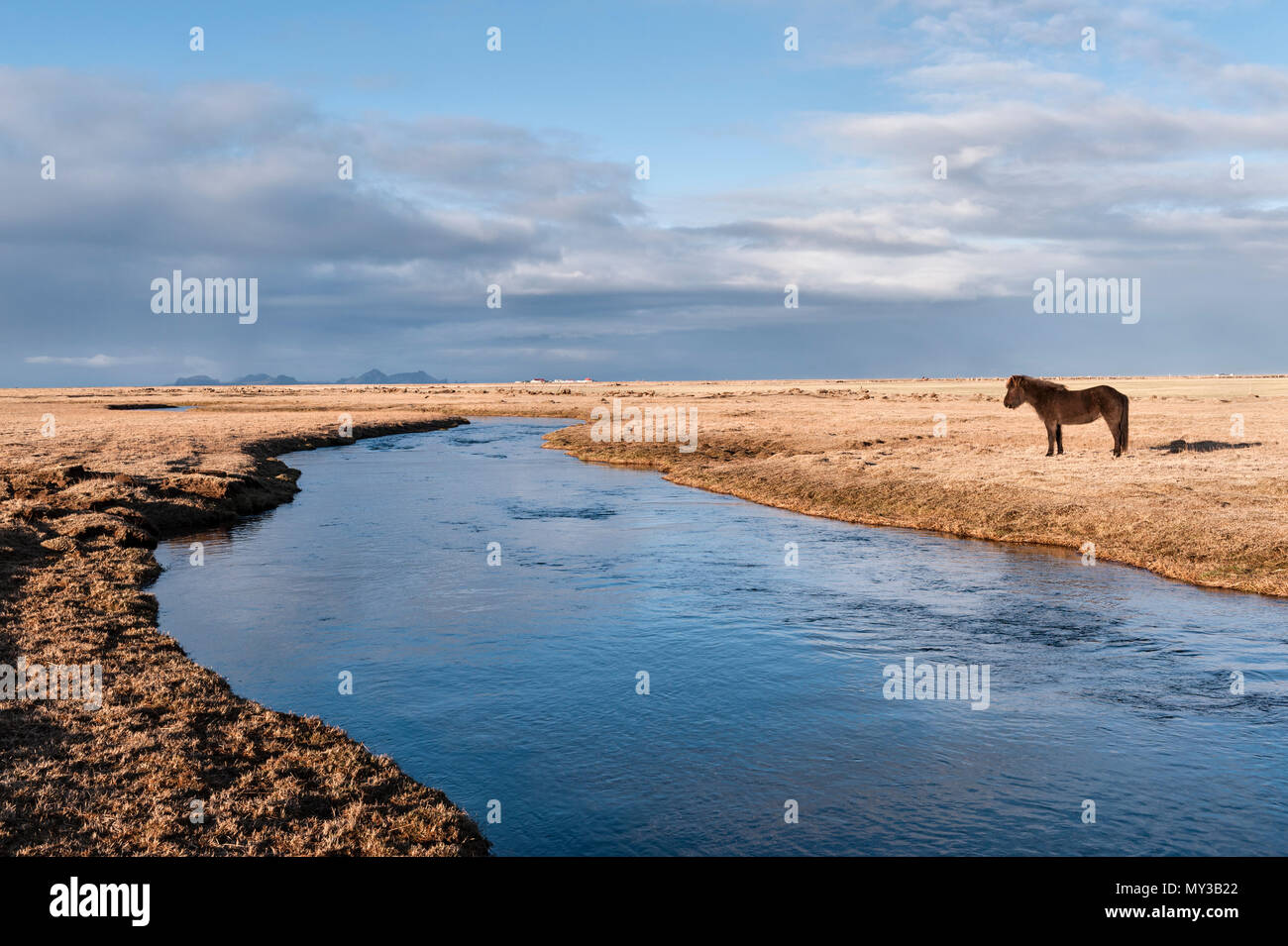 South Island. Eine isländische Pferd durch die Holtsá River, südlich des Eyjafjallajökull, am frühen Morgen von der Ringstraße gesehen Stockfoto