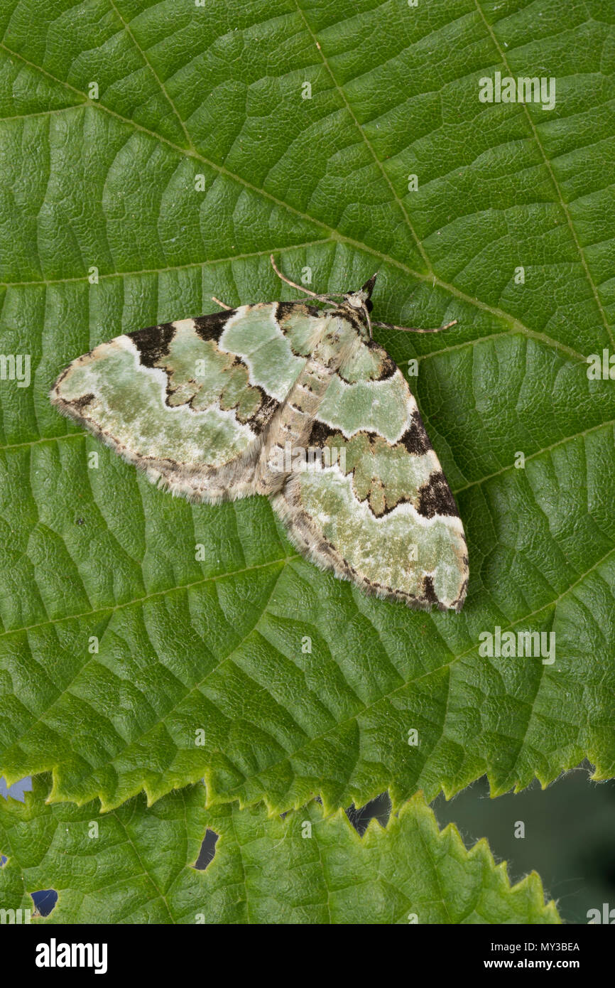 Prachtgrüner Bindenspanner, Braungrüner Waldwiesen-Blattspanner, Colostygia pectinataria, Larentia viridaria, Cidaria pectinataria, grünen Teppich, la C Stockfoto Prachtgrüner Bindenspanner, Braungrüner Waldwiesen-Blattspanner, Colostygia pectinataria, Larentia viridaria, Cidaria pectinataria, grünen Teppich, la C Stockfoto