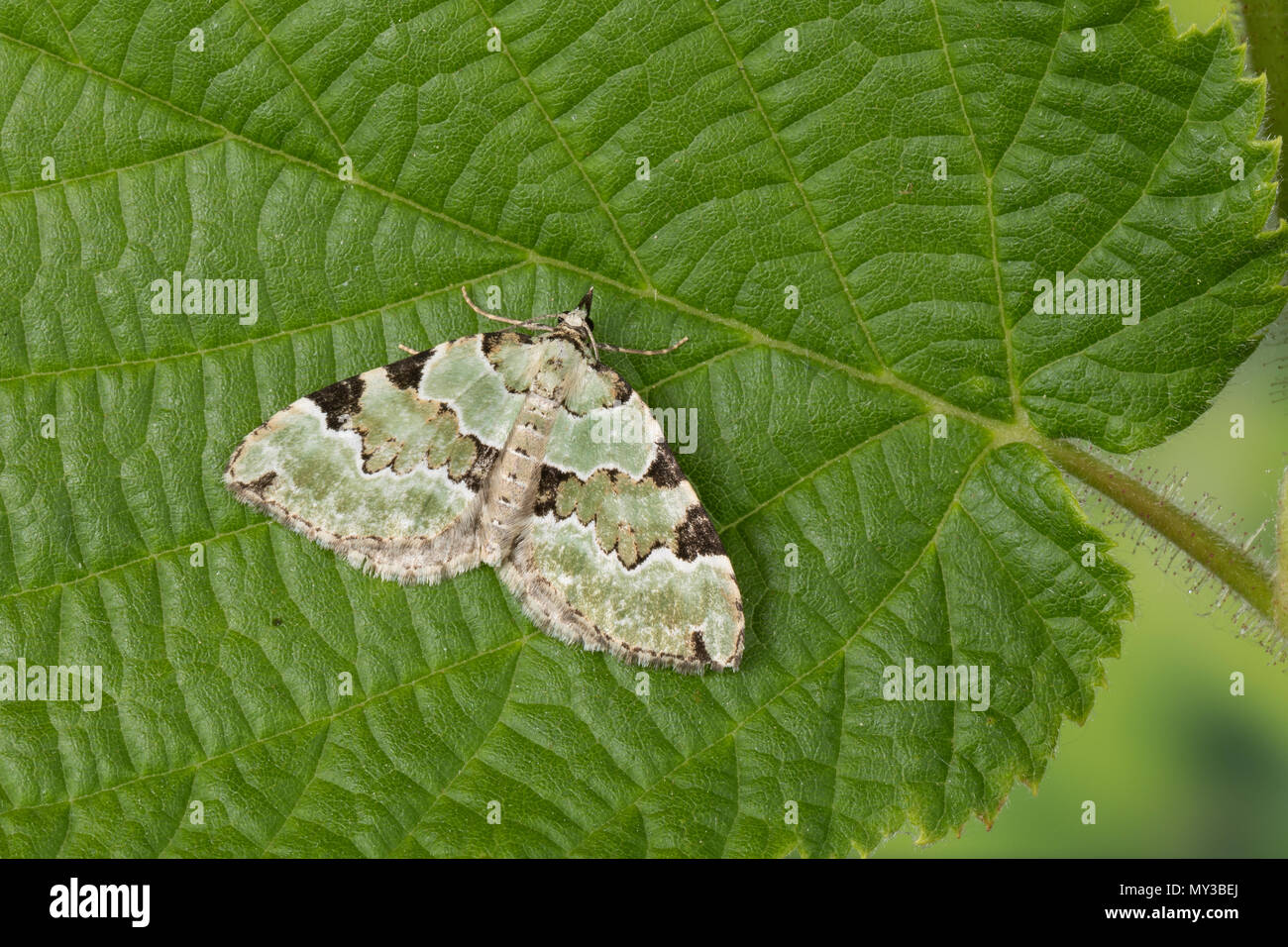 Prachtgrüner Bindenspanner, Braungrüner Waldwiesen-Blattspanner, Colostygia pectinataria, Larentia viridaria, Cidaria pectinataria, grünen Teppich, la C Stockfoto Prachtgrüner Bindenspanner, Braungrüner Waldwiesen-Blattspanner, Colostygia pectinataria, Larentia viridaria, Cidaria pectinataria, grünen Teppich, la C Stockfoto