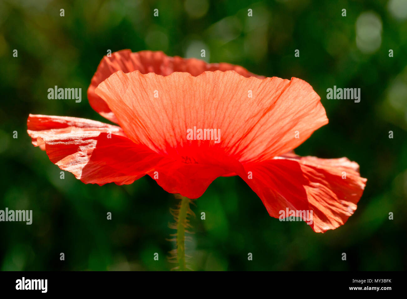 Feld Mohn oder gemeinsamen Mohn (Papaver rhoeas), in der Nähe eines einzigen beleuchteten Blume. Stockfoto