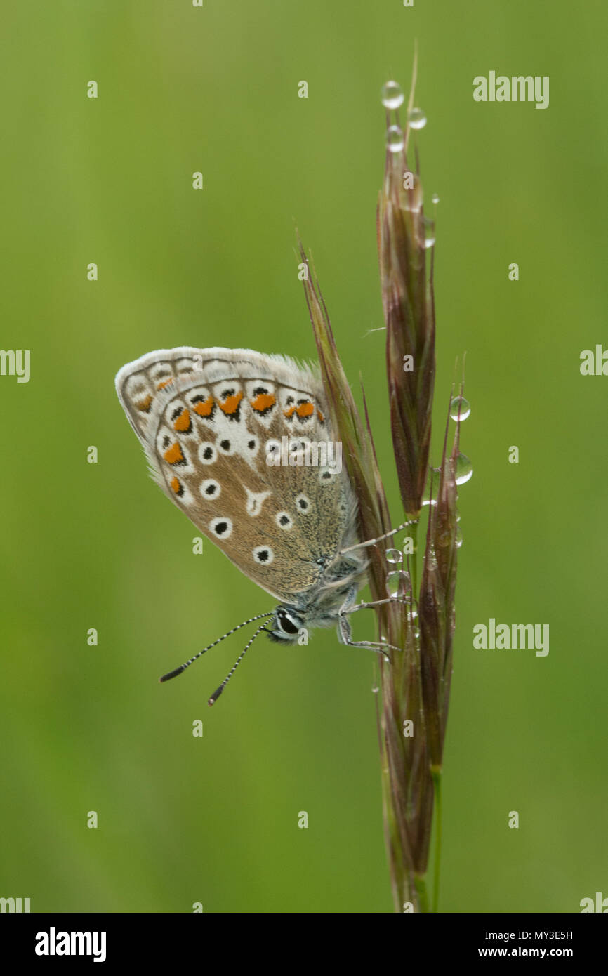 Gemeinsame blauer Schmetterling (Polyommatus Icarus) mit der Oberseite nach unten Nester auf einem nassen Gras Stammzellen Stockfoto