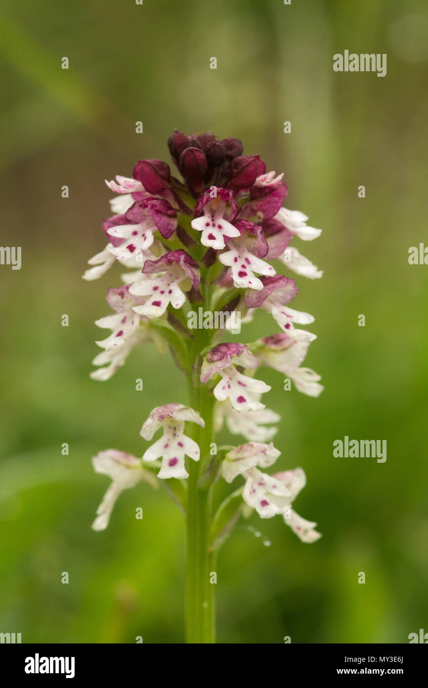 In der Nähe von einem schönen verbrannt Tipp orchid (Neotinea ustulata) bei Martin, National Nature Reserve in Hampshire, Großbritannien Stockfoto