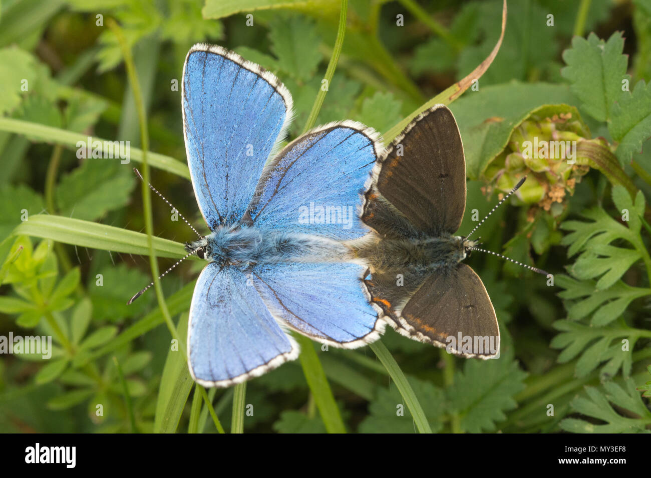 Passende paar Adonis blaue Schmetterlinge (Polyommatus bellargus) bei Martin, National Nature Reserve in Hampshire, Großbritannien Stockfoto