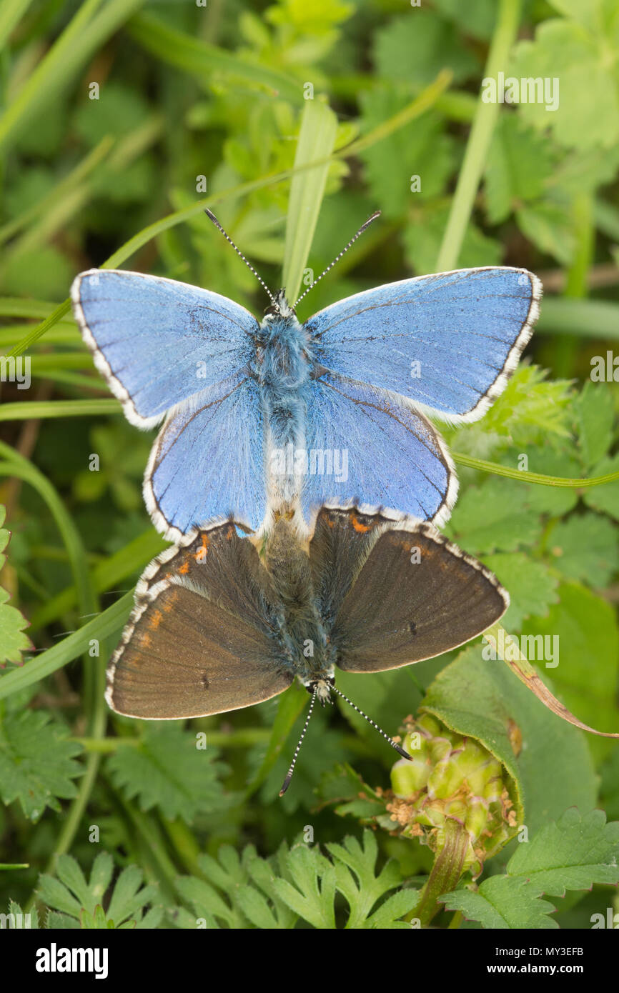 Paarungspaar von adonis-blauen Schmetterlingen (Polyommatus bellargus) in Hampshire, Großbritannien Stockfoto