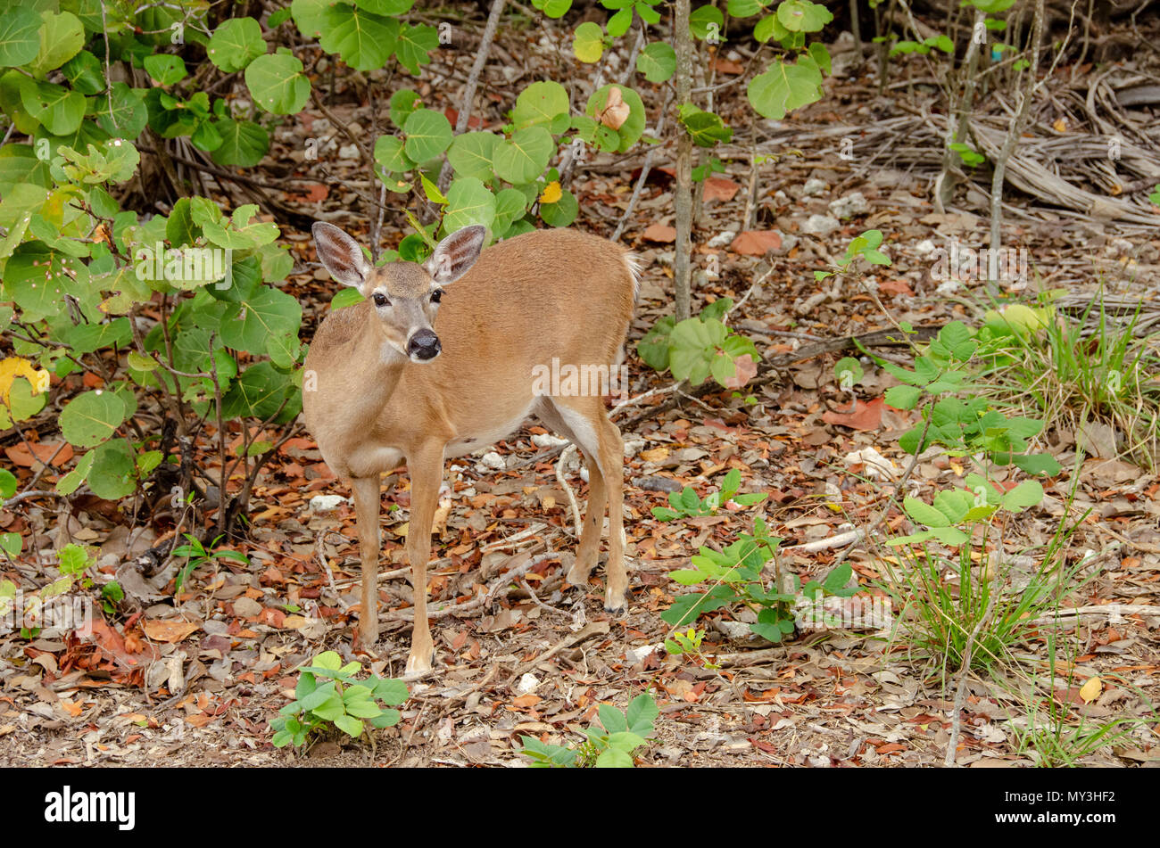 Key Deer (Odocoileus virginianus clavium) National Key Deer Refuge in Big Pine Key, Florida Stockfoto