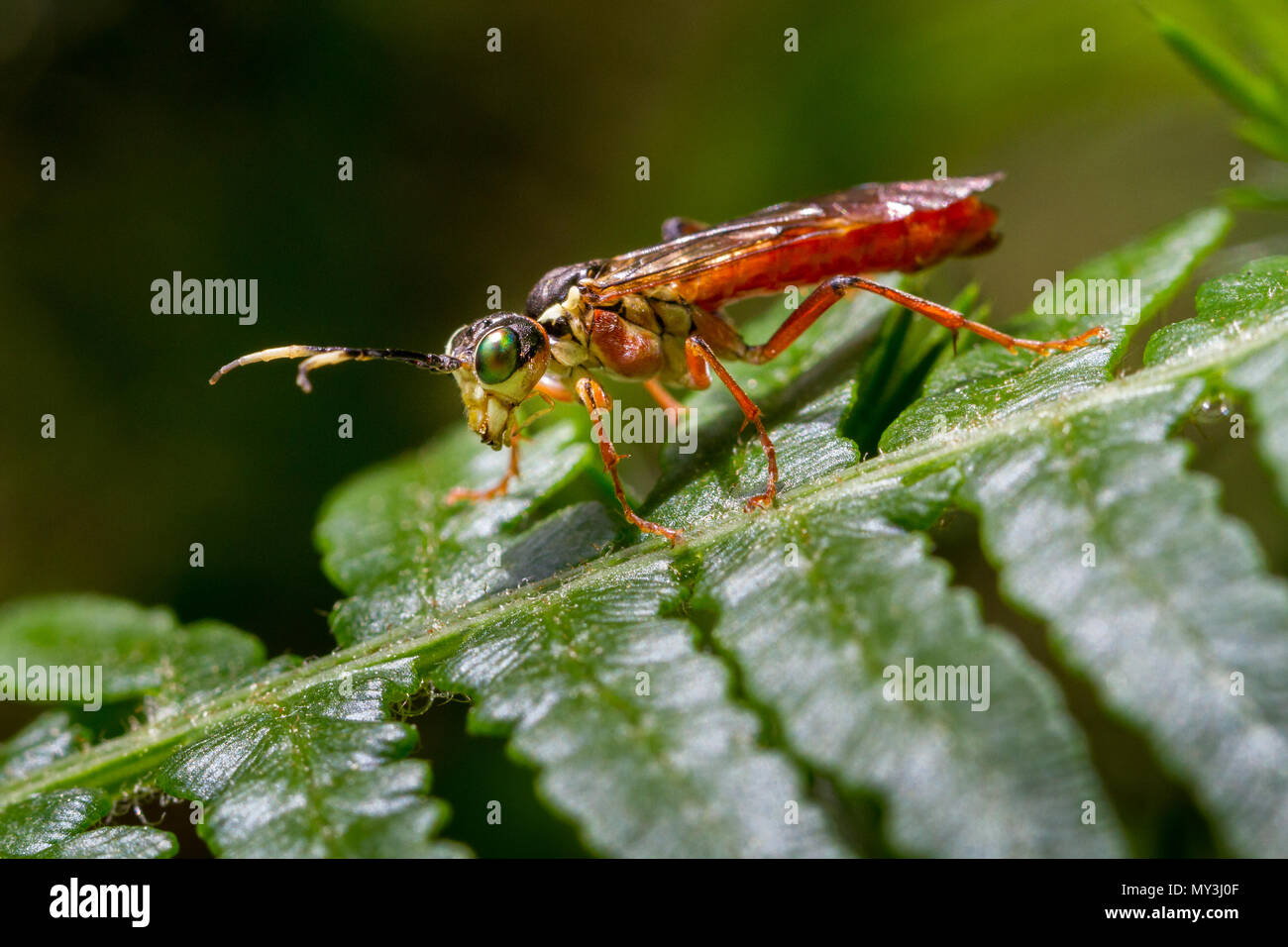 UK Wildlife: Sawfly (Tenthredo livida) auf Bracken in der Landschaft thront, Yorkshire Stockfoto