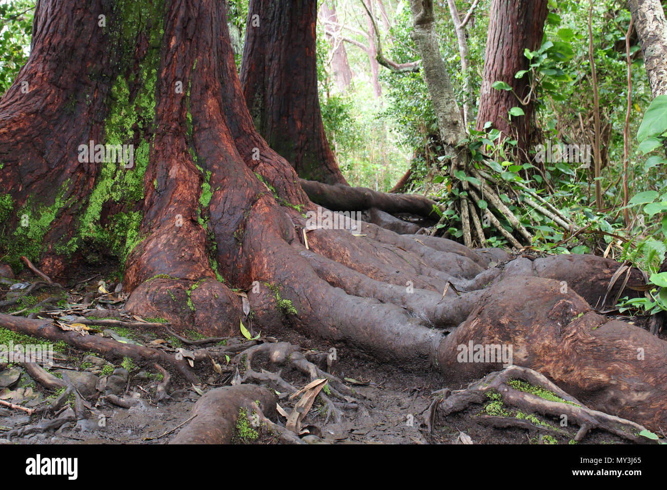 Der Stamm und Wurzeln eines Redwood Tree in Ko'olau Forest Reserve auf der Waikamoi Naturlehrpfad entlang der Straße nach Hana auf Maui, USA Stockfoto