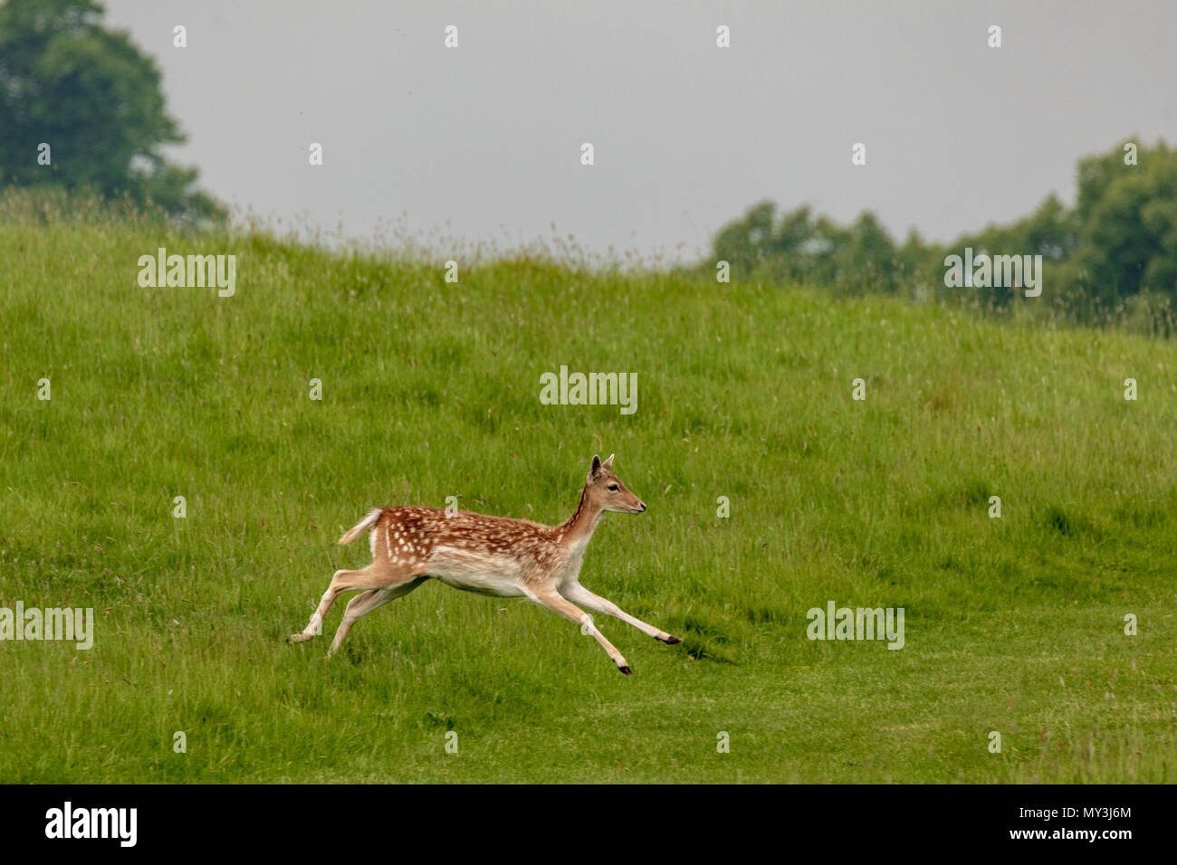 Damwild (Dama Dama), bei NT Charlecote Park, Warwickshire, Großbritannien, in Park- und Waldgebieten Stockfoto