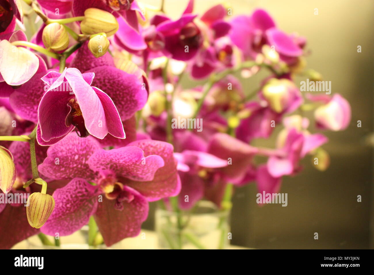 Herrlich blühende Motte Orchideen (Phalaenopsis Sorten), die Blüten eine reiche Schatten der violett-rosa, in eine schöne Vase. Stockfoto