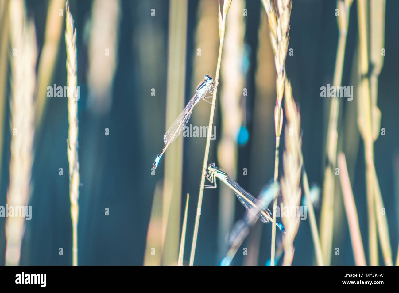 Libelle blaue Farbe Stockfoto