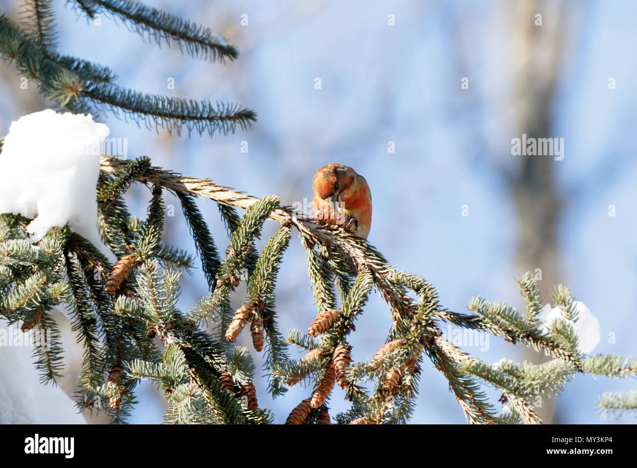 Gegenwechsel (Loxia curvirostra). Russland, Moskau. Stockfoto