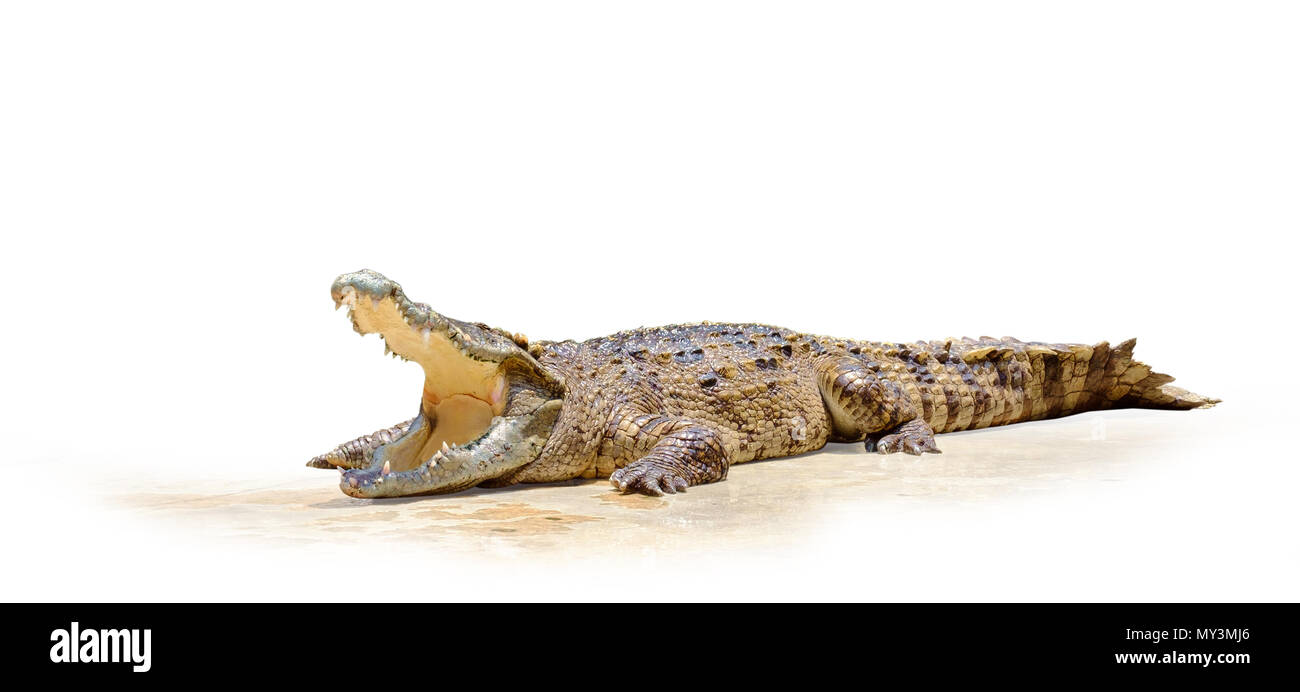 Krokodil Sumpf mit offenen Mund auf weißem Hintergrund. Stockfoto