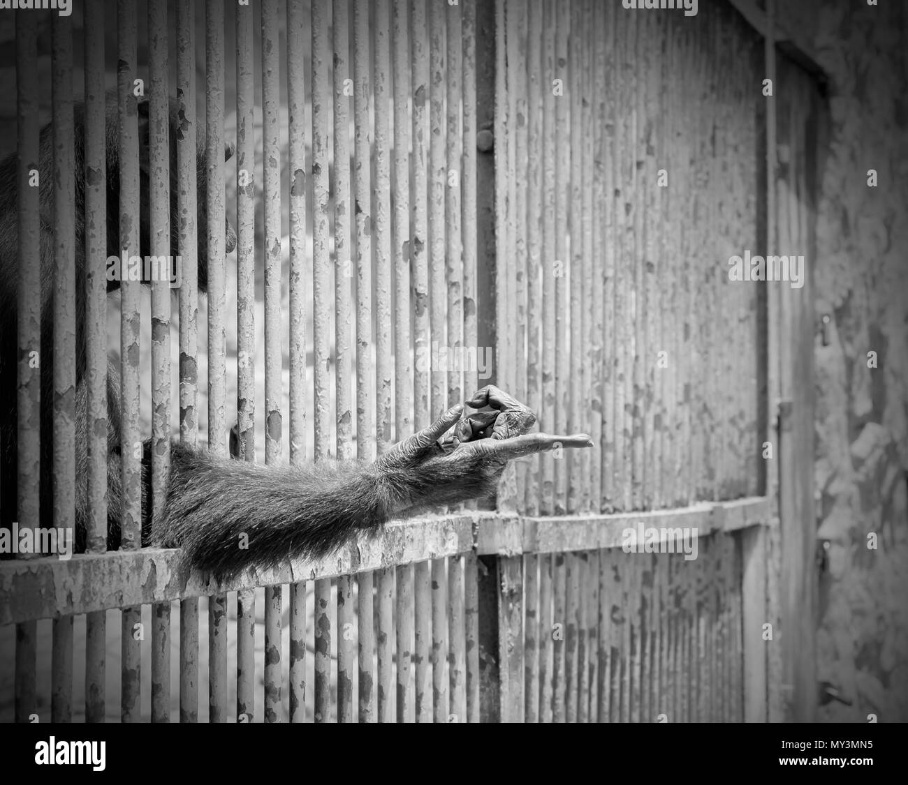 Monkey ausgestreckten Arm von Cage. Schwarze und weiße Ton. Der illegale Handel mit wildlebenden Tier- und Pflanzenarten. Stockfoto