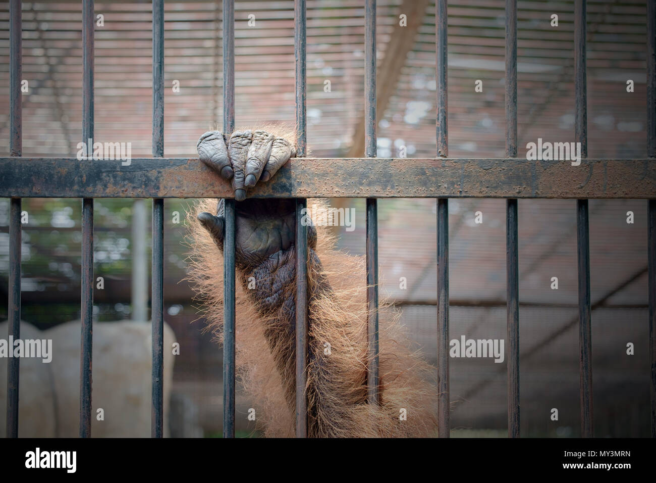 Nahaufnahme der Hand des Affen im Käfig. Der illegale Handel mit wildlebenden Tier- und Pflanzenarten. Stockfoto