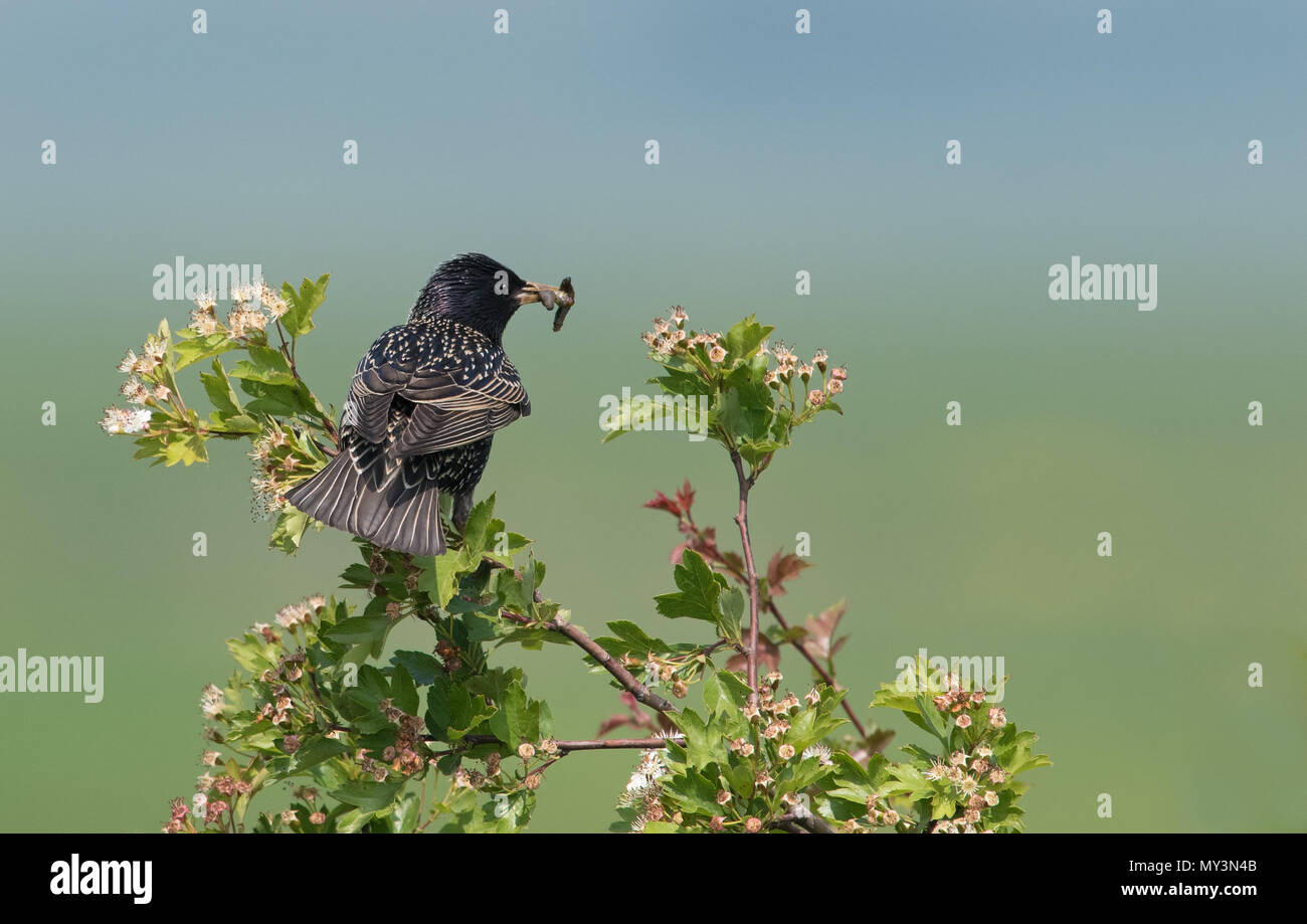 Gemeinsame nach Starling-Sturnus vulgaris nimmt Nahrung zum Nest. Großbritannien Stockfoto