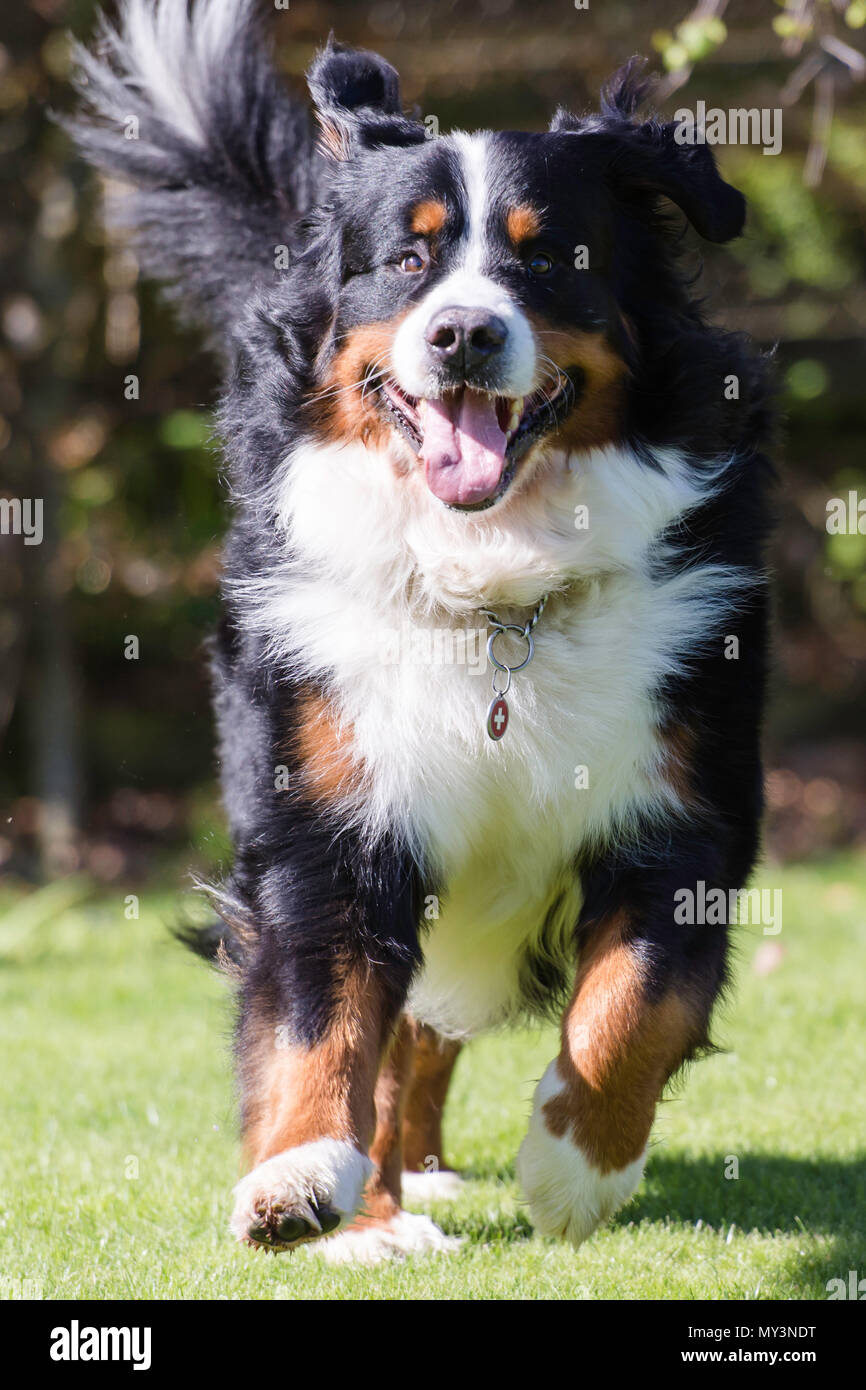 Berner Sennenhund in Richtung Kamera läuft Stockfoto