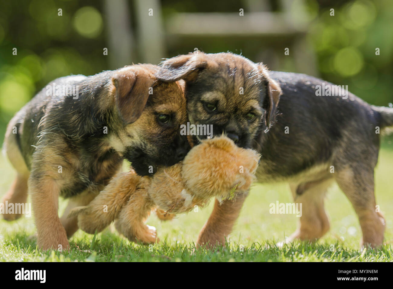 Paar Border Terrier Welpen spielen Mit einem Teddy Stockfoto