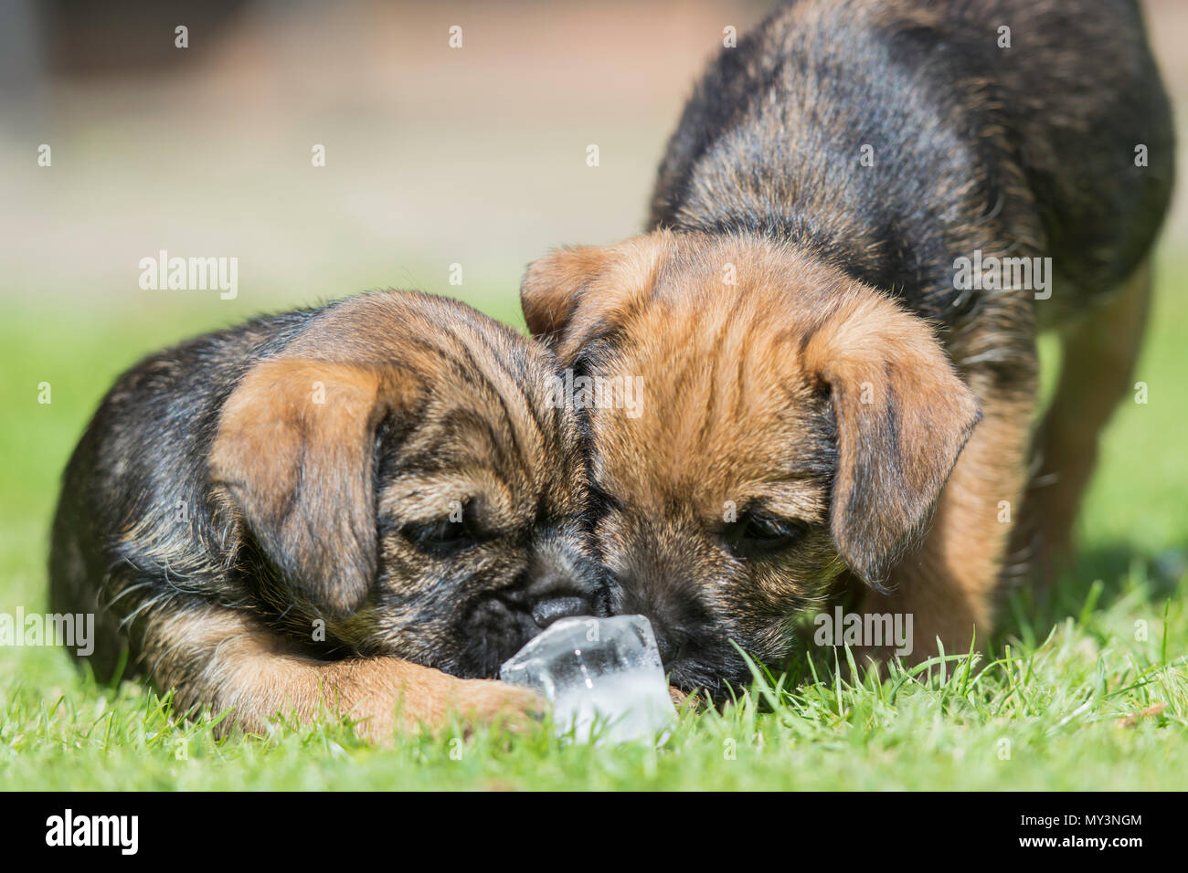 Zwei 8 Wochen alten Border Terrier Welpen spielen mit einem Ice Cube Stockfoto