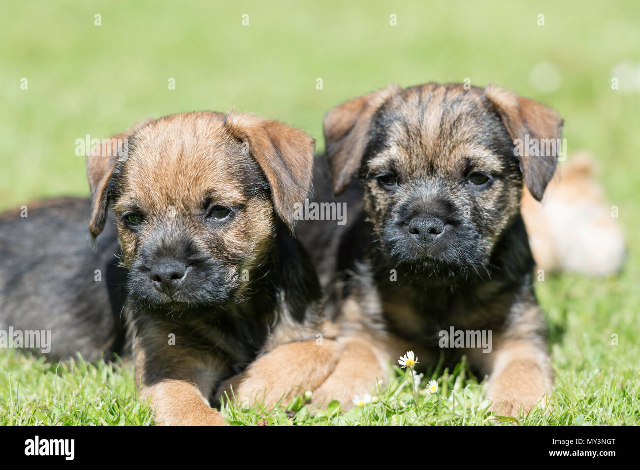 Paar Border Terrier Welpen Stockfoto