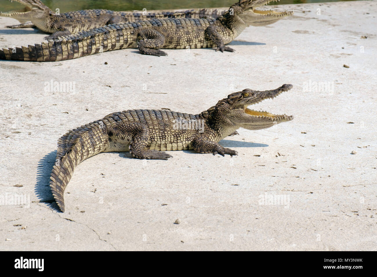 Anzeigen von baby Krokodile Sumpf auf dem Boden. Stockfoto