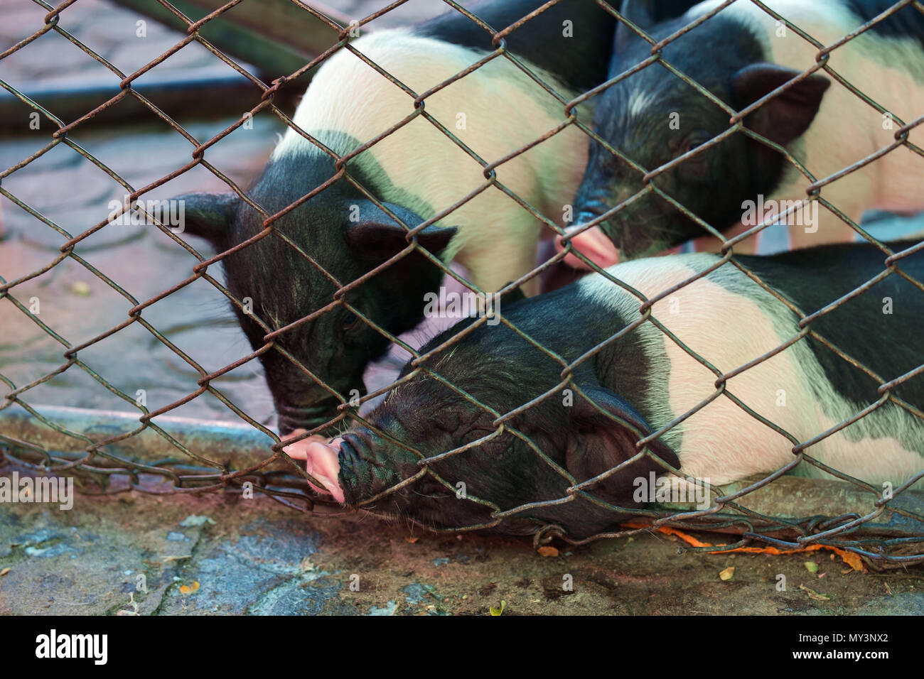 Blick auf junge Schweine auf dem Bauernhof. Stockfoto Blick auf junge Schweine auf dem Bauernhof. Stockfoto
