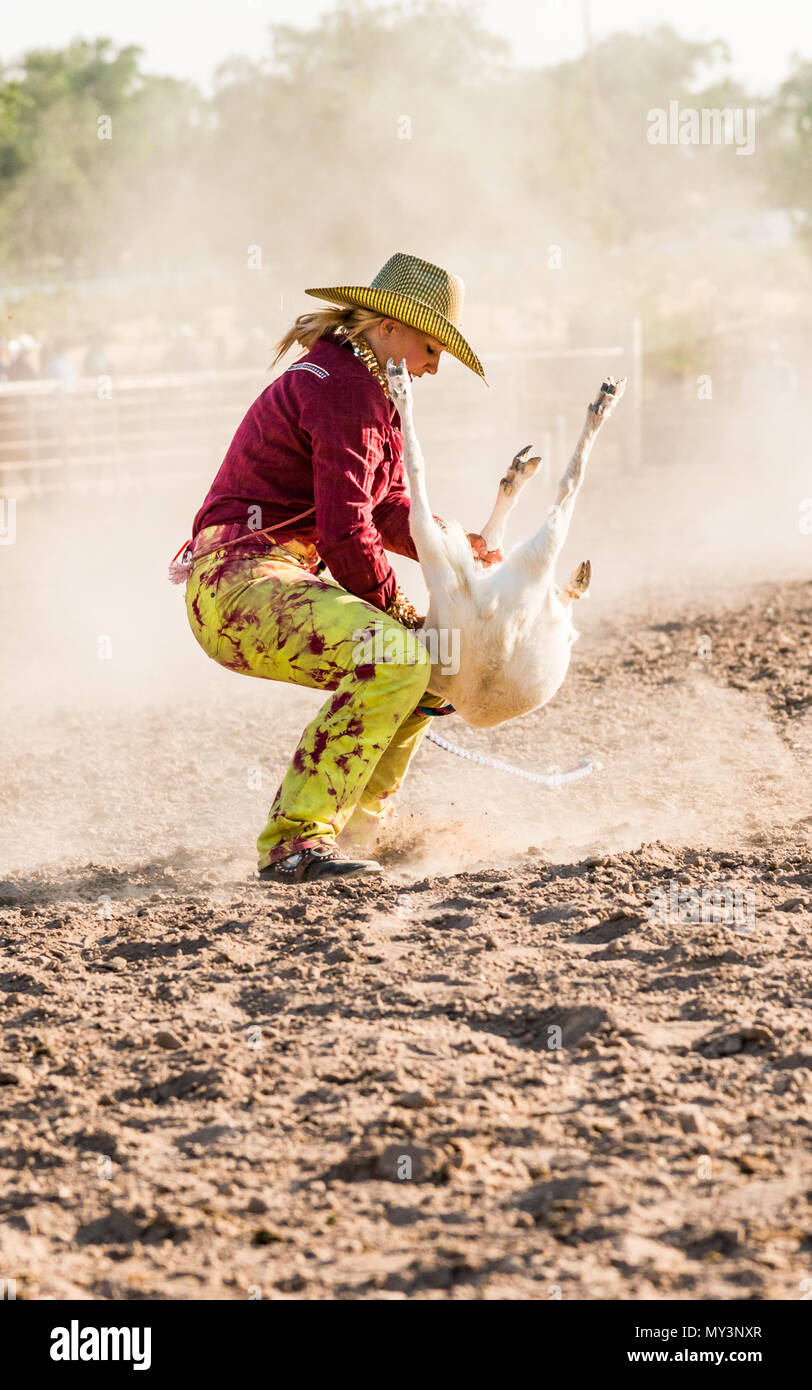 Cowgirl am Rodeo Ziege roping Veranstaltung Ziege auf dem Rücken es fertig gebunden werden, um Flips Stockfoto