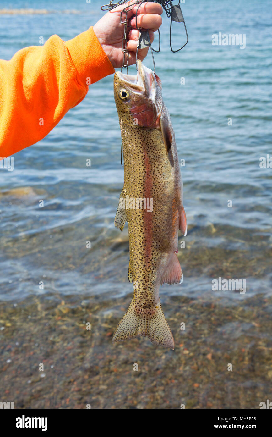 Regenbogenforelle im Lavasee, Deschutes National Forest, Cascade Lakes National Scenic Byway, Oregon Stockfoto