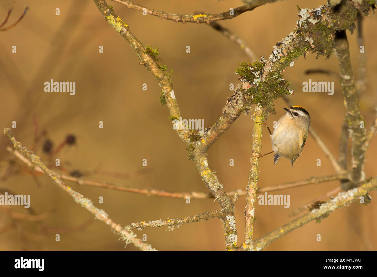 Golden gekrönte kinglet (Regulus satrapa), Willamette Mission State Park, Illinois Stockfoto