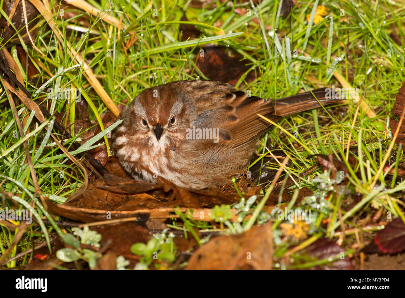 Spatz, Willamette Mission State Park, Illinois Stockfoto