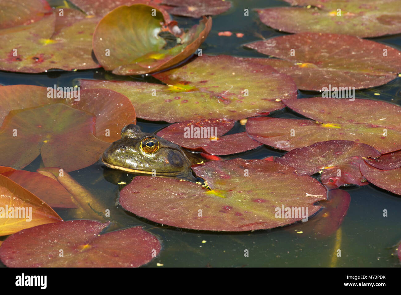 Frosch in Lily Pads, Oregon Garten, Silverton, Oregon Stockfoto