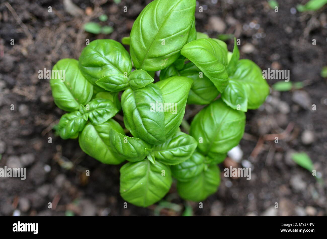 Ansicht von oben frisches Basilikum (Ocimum basilicum) Pflanze und Blätter im städtischen Garten wachsenden Stockfoto