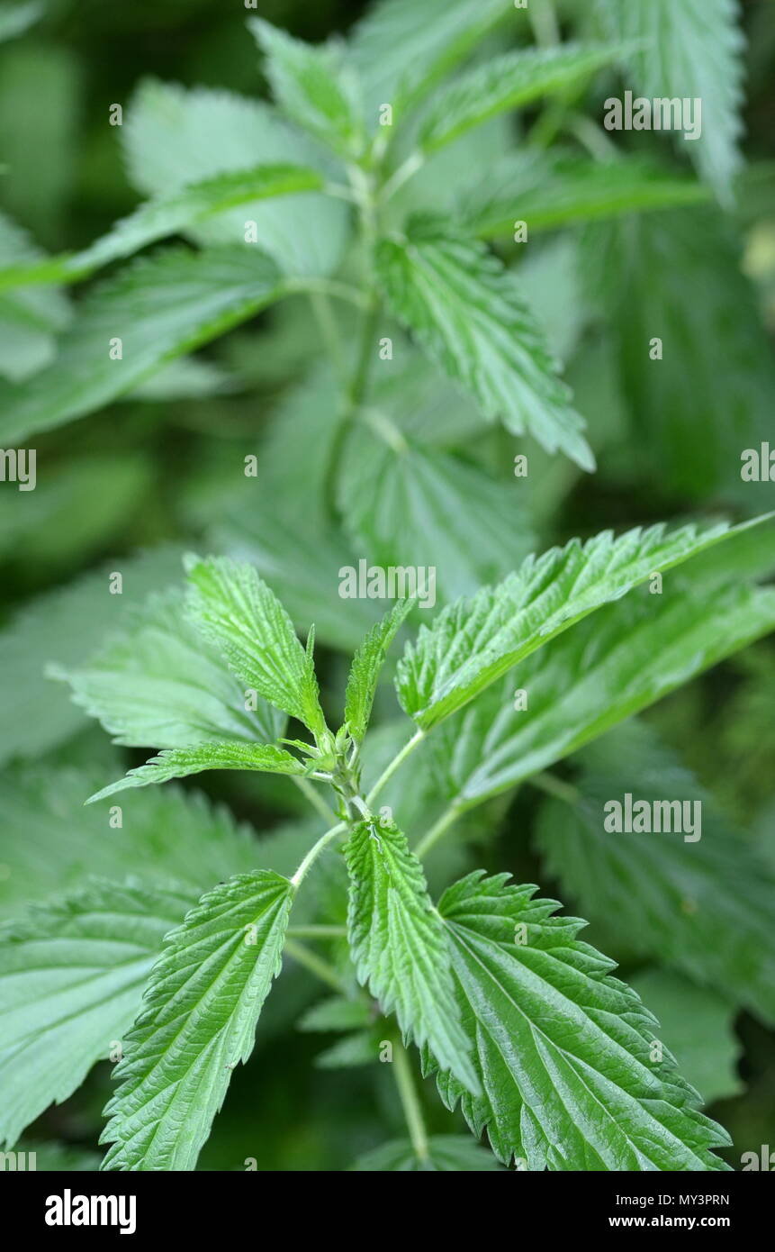 Detail einer frische Brennnessel (Urtica dioica) Pflanze und Blätter in einem städtischen Garten wachsen. Heilung Heilpflanze. Stockfoto