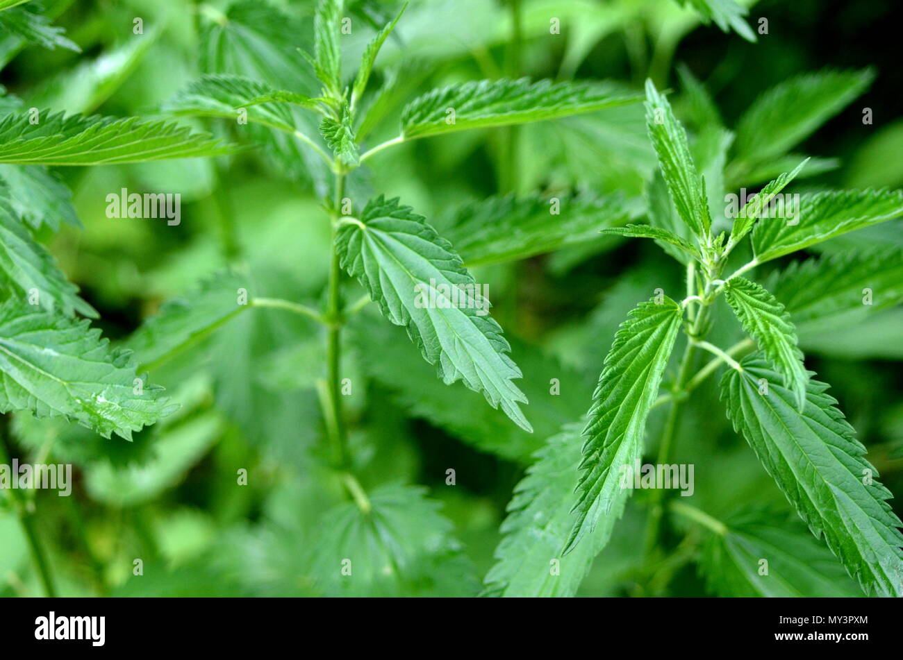 Detail einer frische Brennnessel (Urtica dioica) Pflanze und Blätter in einem städtischen Garten wachsen. Heilung Heilpflanze. Stockfoto