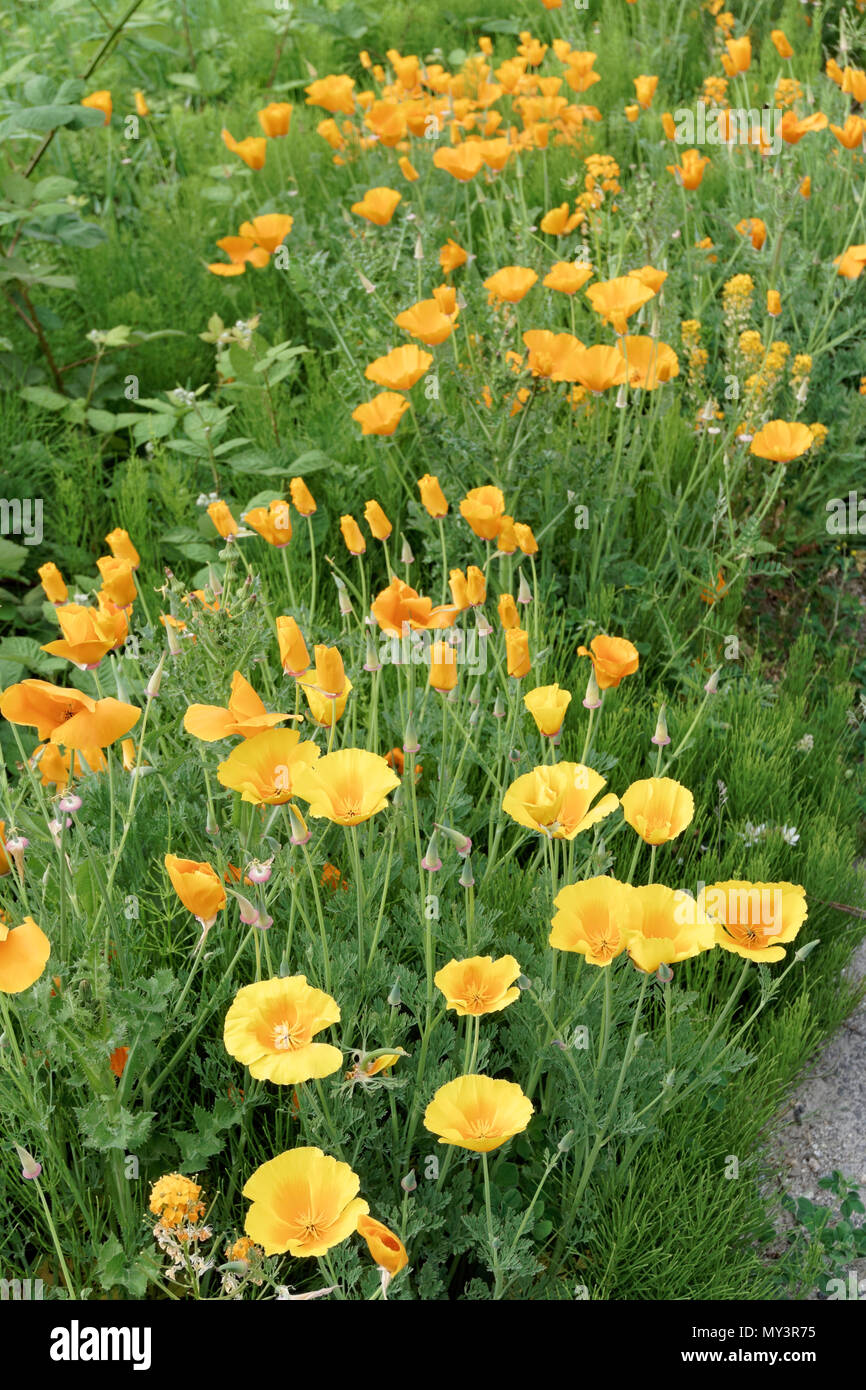 Leuchtend gelb und orange Kalifornien Mohnblumen blühen im Frühling, Vancouver, BC, Kanada Stockfoto