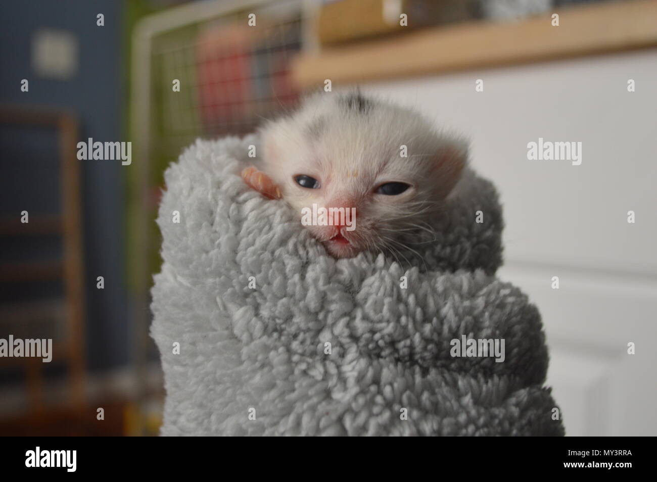 Schwarz und Weiß 1 Woche alten Kitten in einem purrito Stockfoto