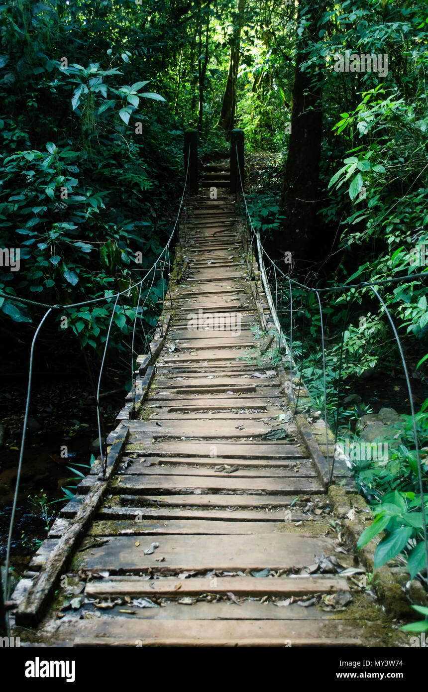Eine malerische Brücke, die in den üppigen Wald führt, vermittelt ein Gefühl von Abenteuer und Ruhe inmitten der Schönheit der Natur. Stockfoto