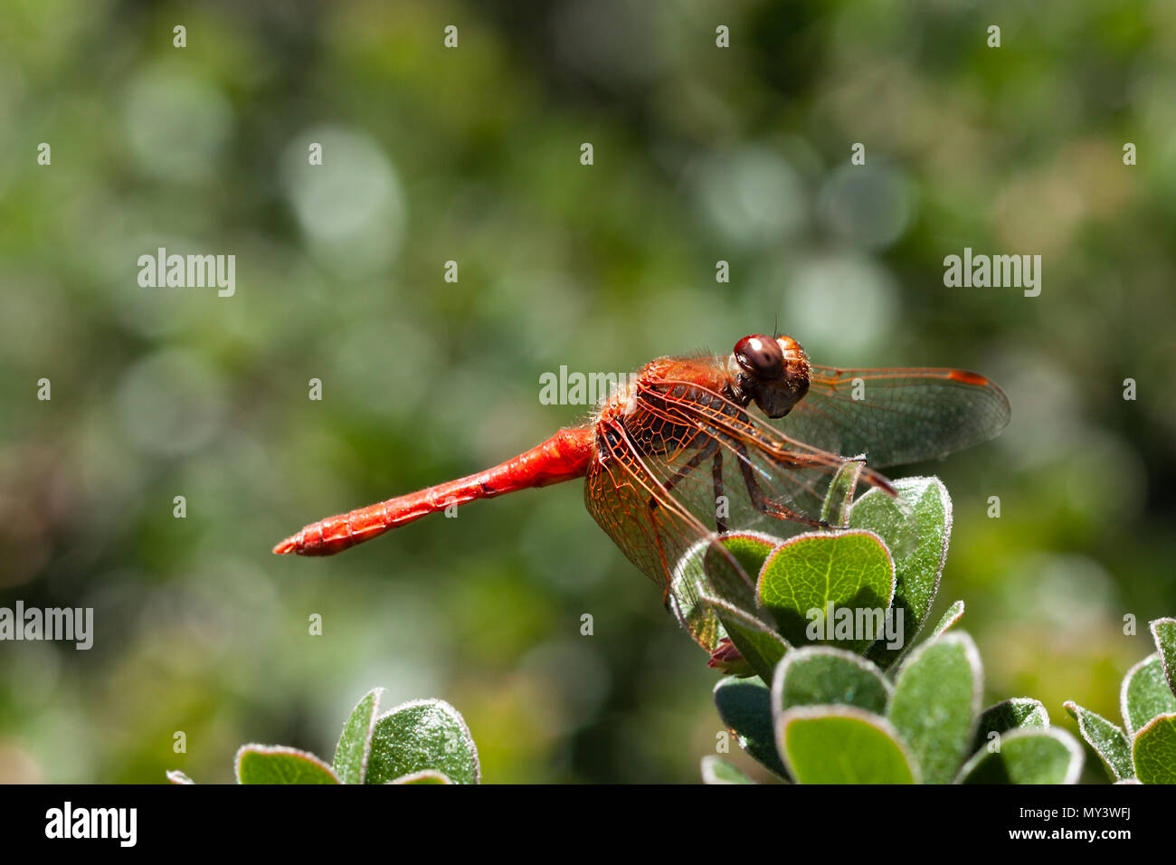 Rote Libelle Makro mit Kopie Raum Stockfoto