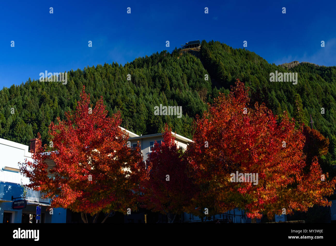 Roter Ahorn-Baum und Skyline in Queenstown, Neuseeland Stockfoto