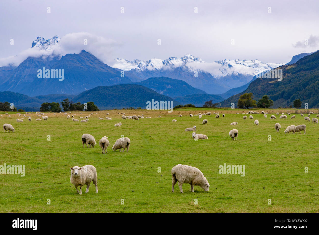 Schafe auf dem Bauernhof mit Schnee Berge, Südinsel, Neuseeland Stockfoto