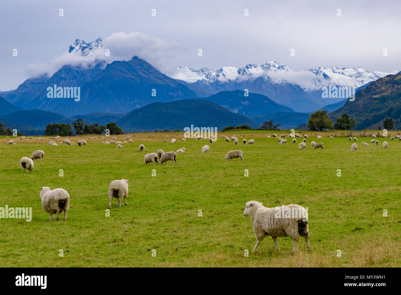 Schafe auf dem Bauernhof mit Schnee Berge, Südinsel, Neuseeland Stockfoto
