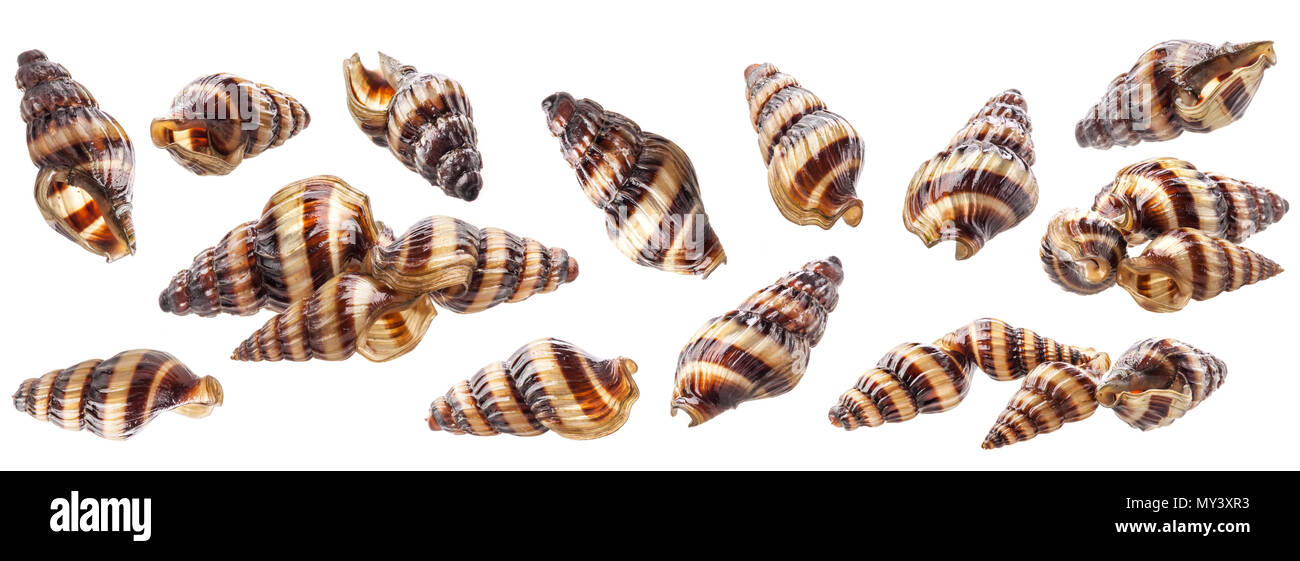 Shell von Aquarium Assassin Schnecke Clea Helena (Anentome Helena) auf weißem Hintergrund Stockfoto