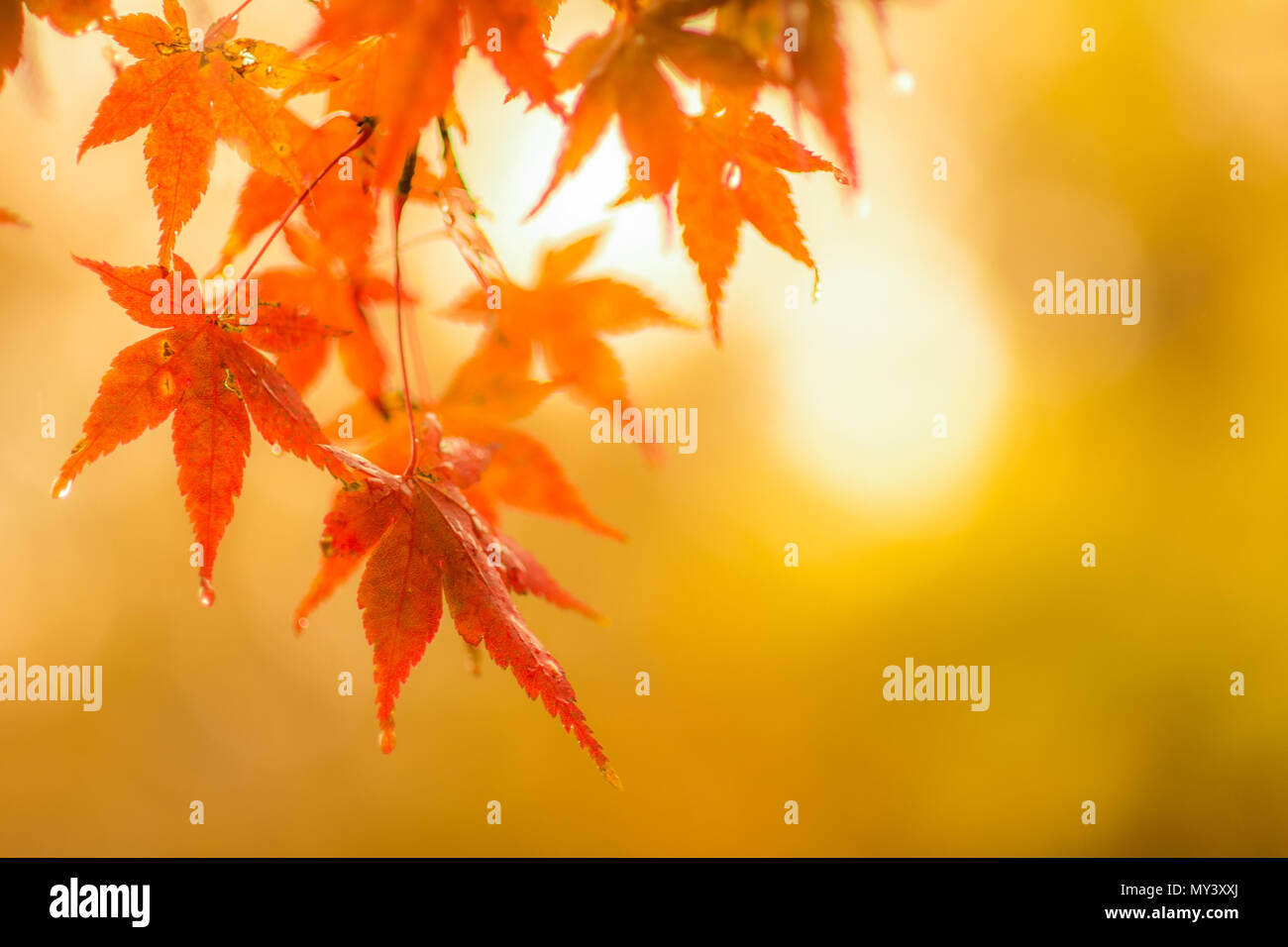 Herbstliche Hintergrund, leicht defokussiert rote Ahornblätter mit Wassertropfen Stockfoto