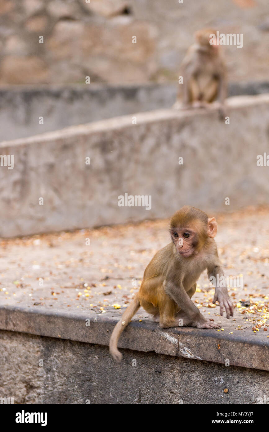 Cute Baby monkey in Jaipur Stockfoto