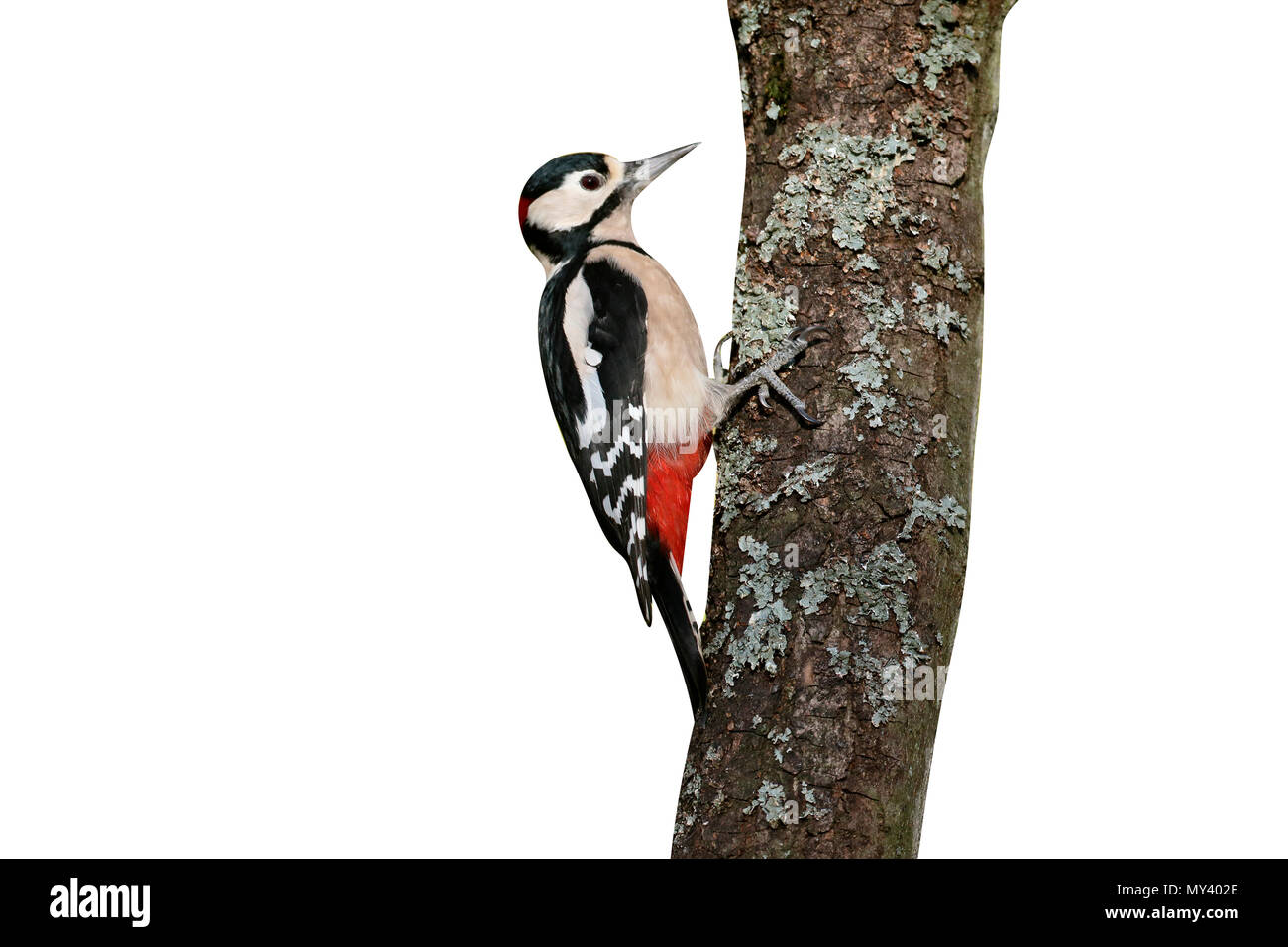 Great spotted Woodpecker, Dendrocopos große, einzige männliche Vogel auf Zweig, Warwickshire, November 2016 Stockfoto