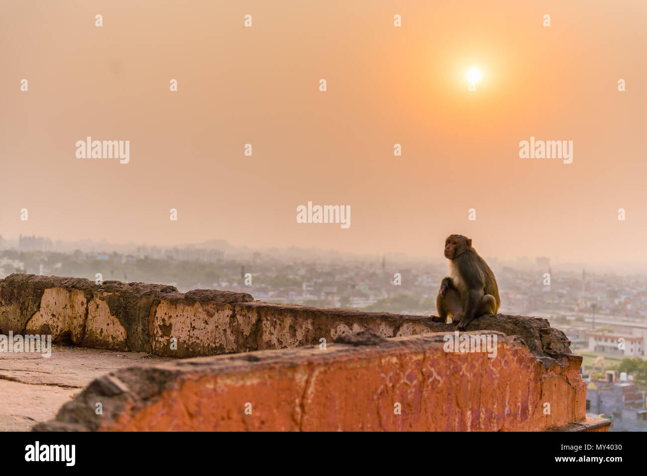 Macaque Affen in Galta Ji-Tempel in Jaipur bei Sonnenuntergang Stockfoto