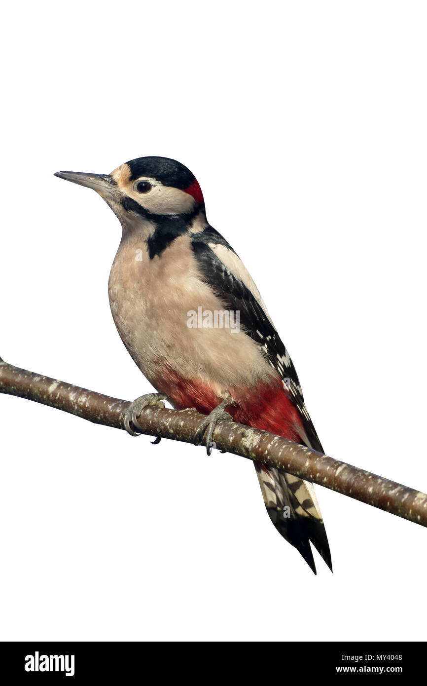 Great spotted Woodpecker, Dendrocopos große, einzelne Männchen auf Baum, Warwickshire, Dezember 2016 Stockfoto