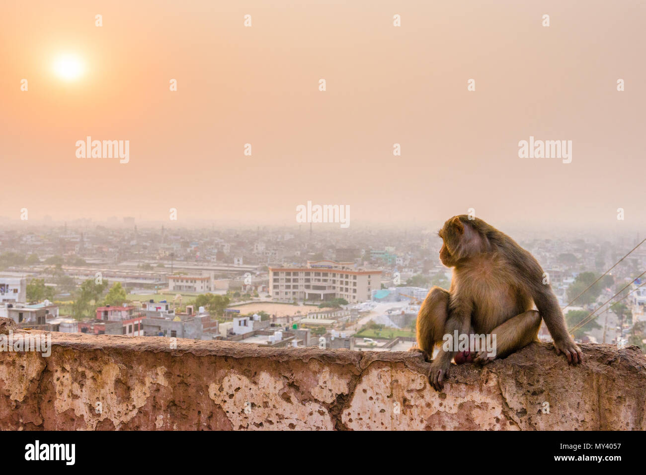 Macaque Affen in Galta Ji-Tempel in Jaipur bei Sonnenuntergang Stockfoto