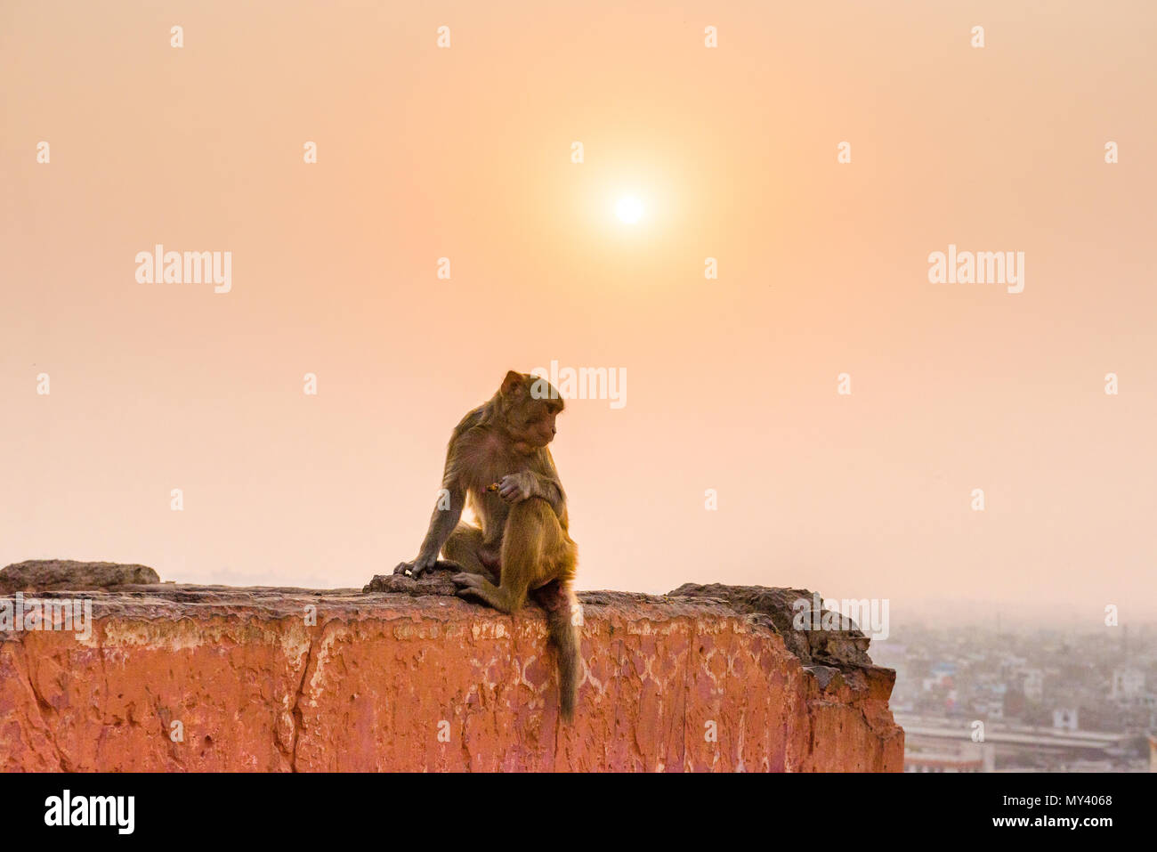 Macaque Affen in Galta Ji-Tempel in Jaipur bei Sonnenuntergang Stockfoto