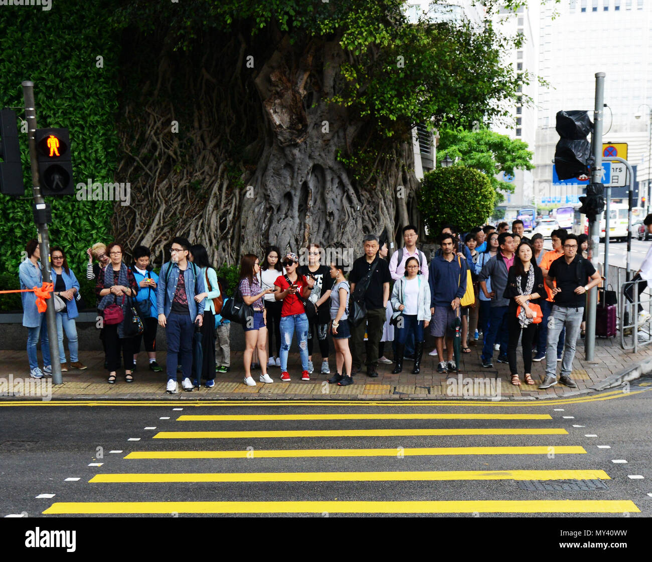 Fußgänger, um einen großen Banyan Tree auf der Canton Road in TST, Hong Kong. Stockfoto